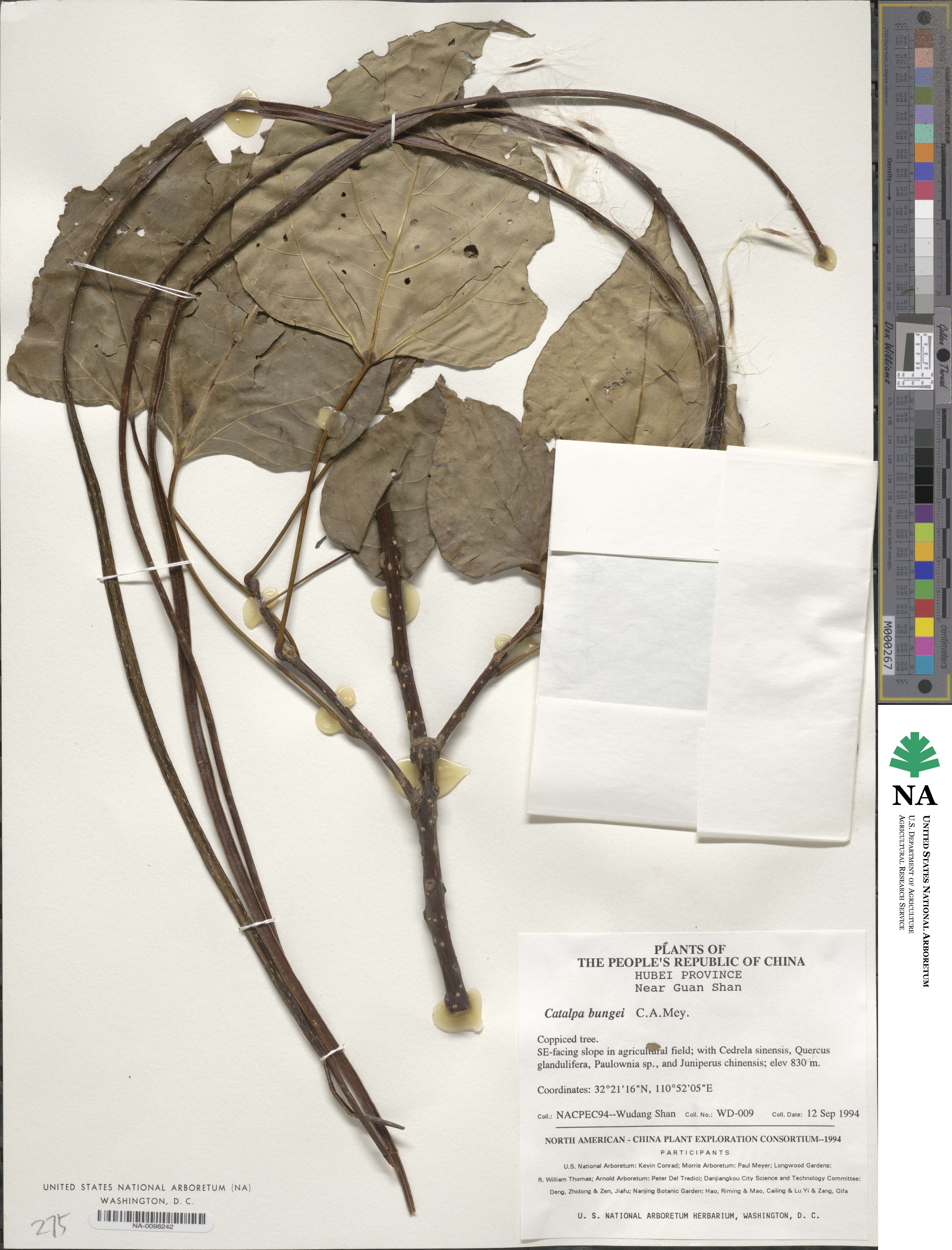 Catalpa bungei image