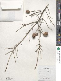 Tsuga chinensis image