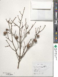 Tsuga chinensis var. oblongisquamata image