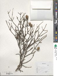 Tsuga chinensis image