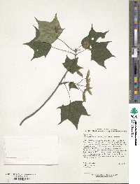 Acer cappadocicum image