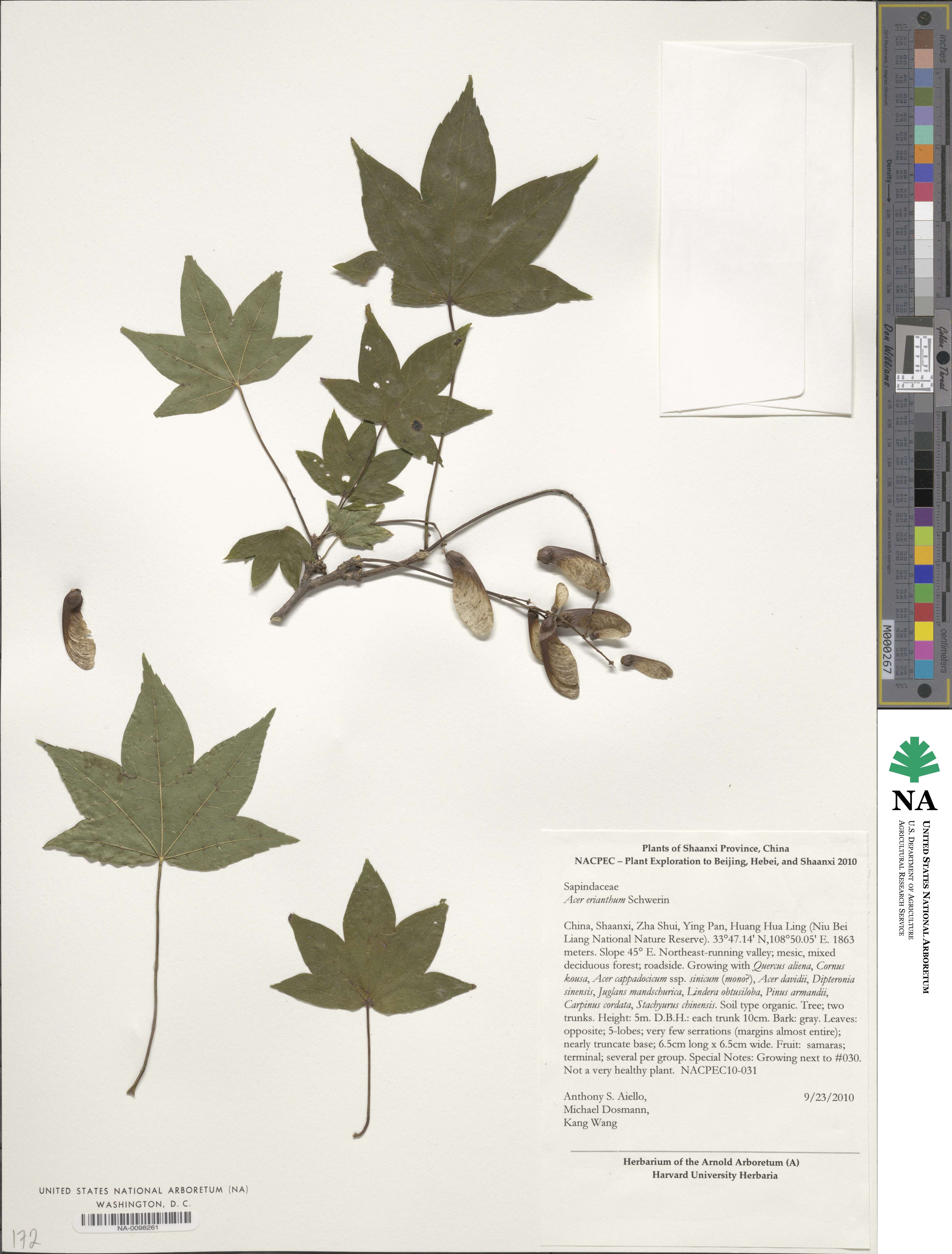 Acer erianthum image