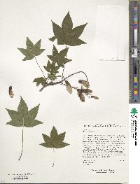 Acer erianthum image