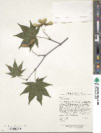 Image of Acer duplicatoserratum