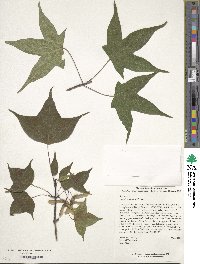 Acer longipes image