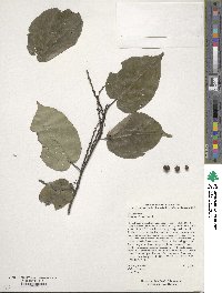 Stachyurus chinensis image