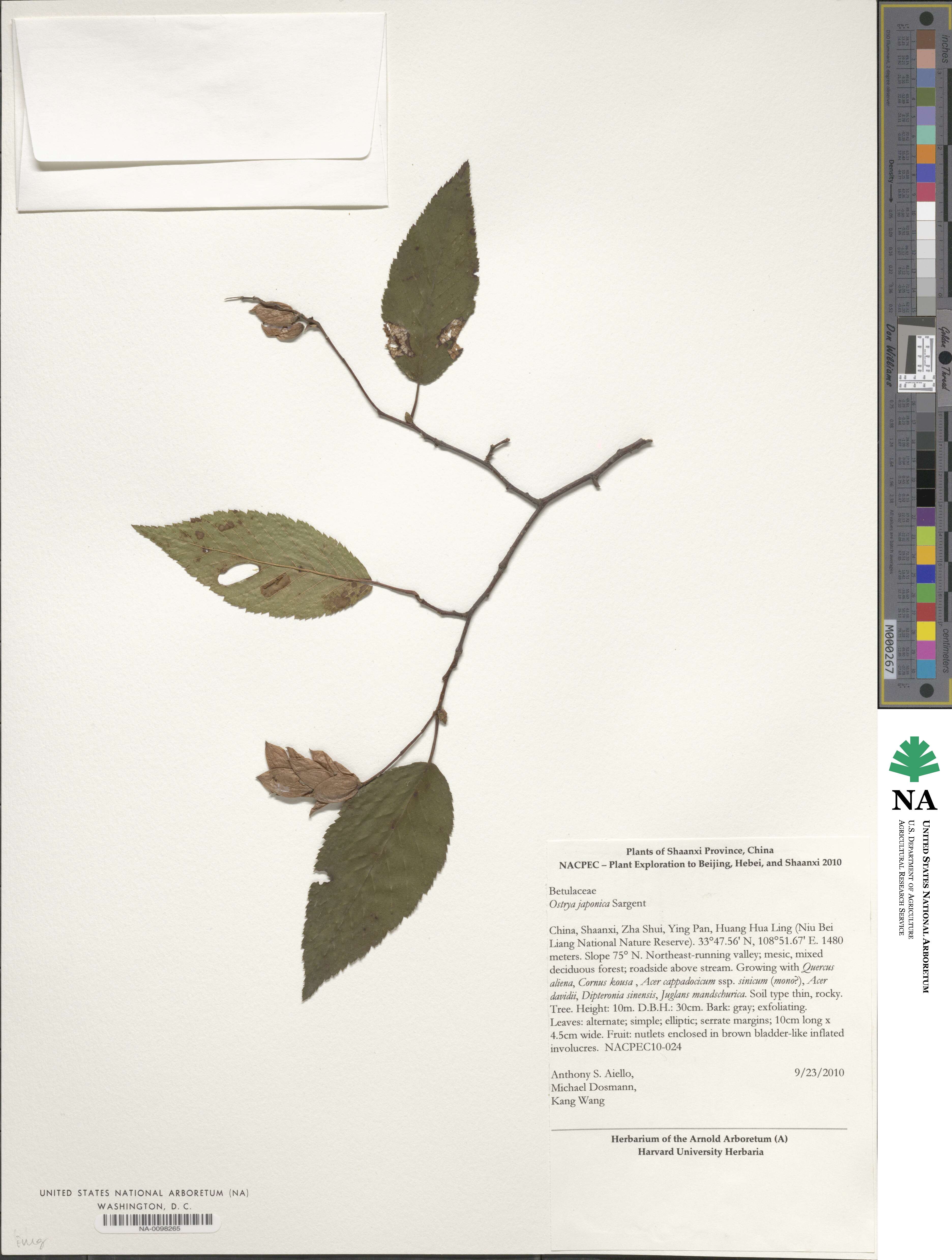 Ostrya japonica image