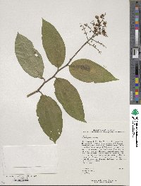 Maianthemum japonicum image