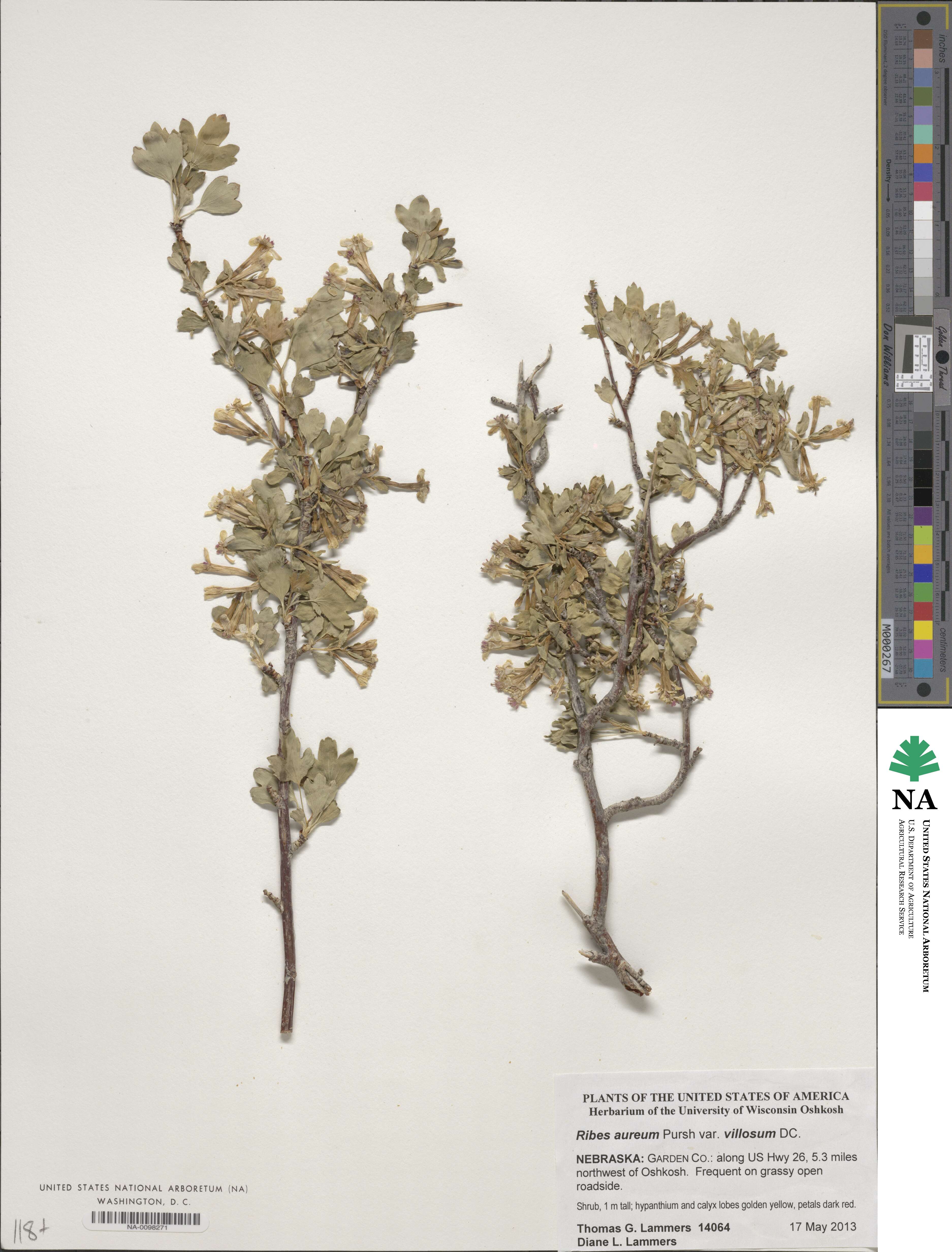 Ribes aureum image