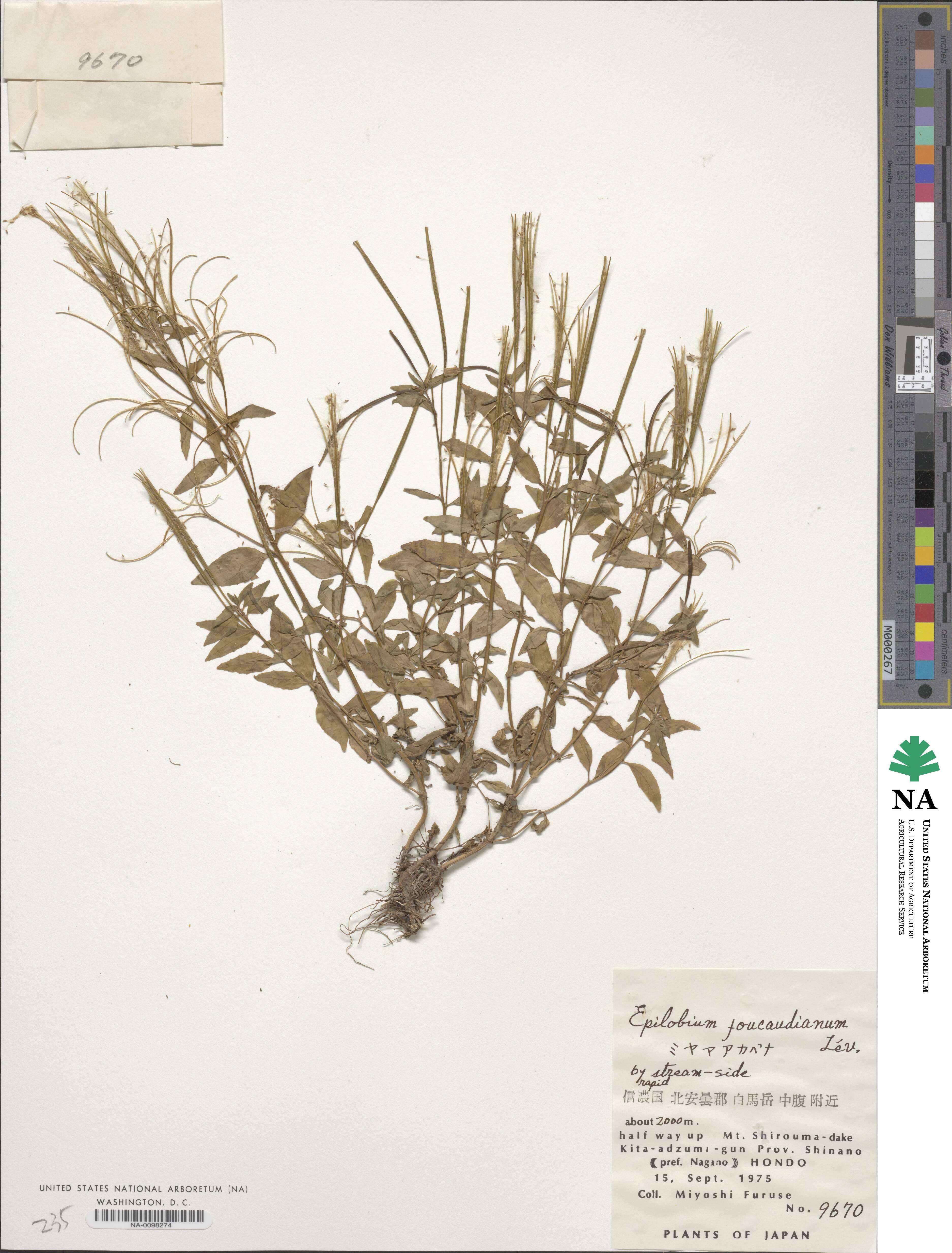 Epilobium hornemannii subsp. hornemannii image
