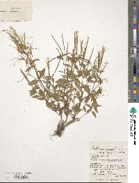 Epilobium hornemannii subsp. hornemannii image