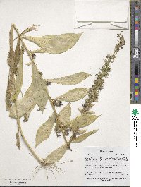 Lobelia siphilitica image