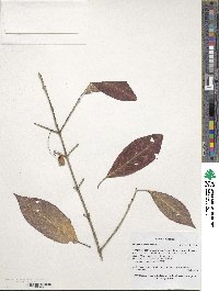 Euonymus atropurpureus image