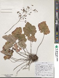 Image of Heuchera longiflora