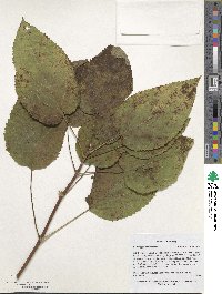 Hydrangea arborescens image