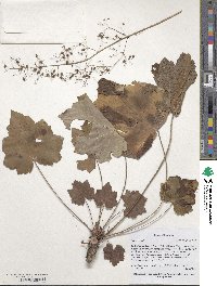 Image of Heuchera villosa