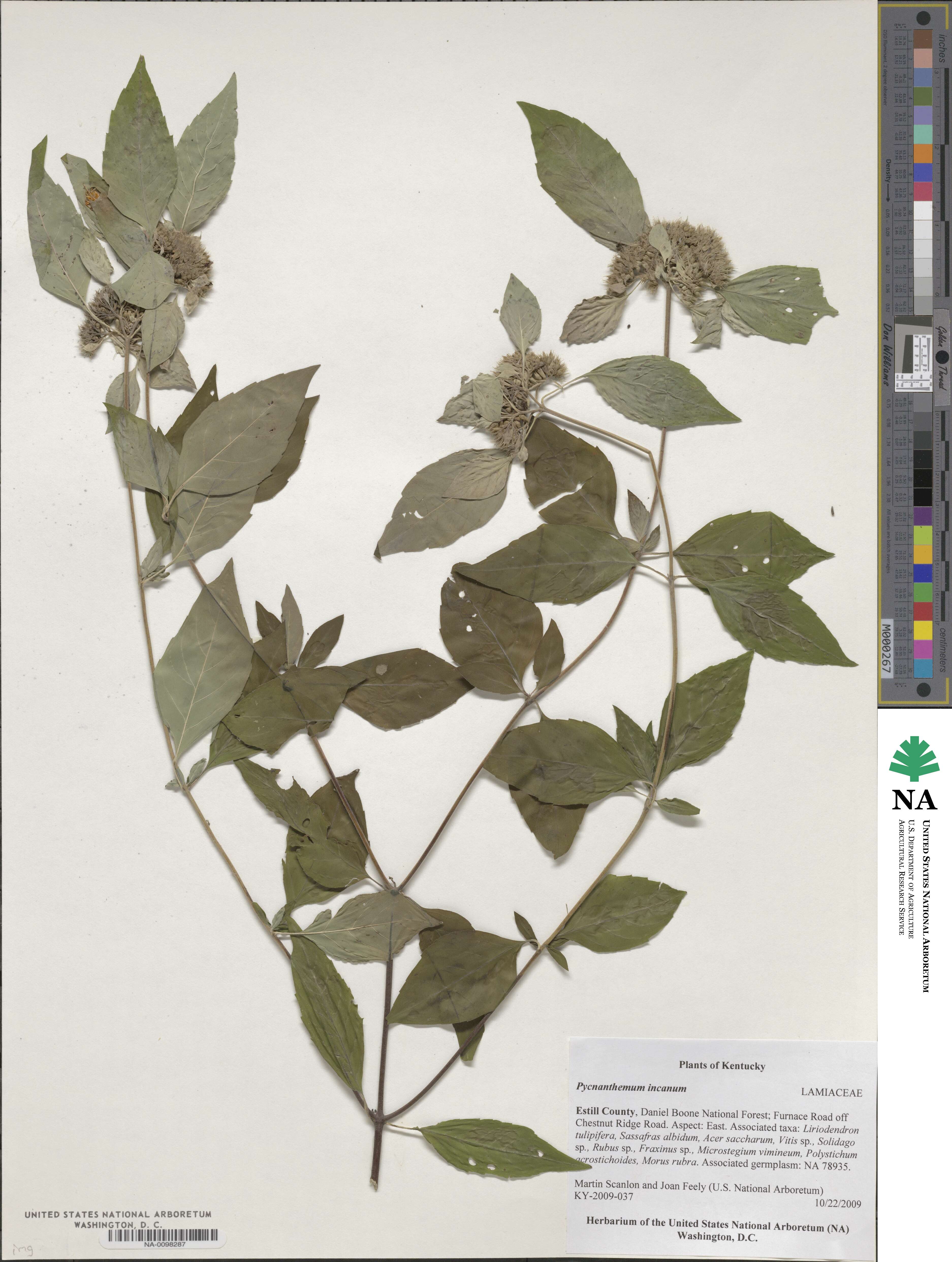 Pycnanthemum incanum image