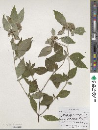 Pycnanthemum incanum image