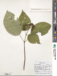 Hydrangea arborescens image