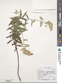 Solidago odora image