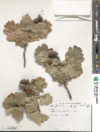 Quercus robur image