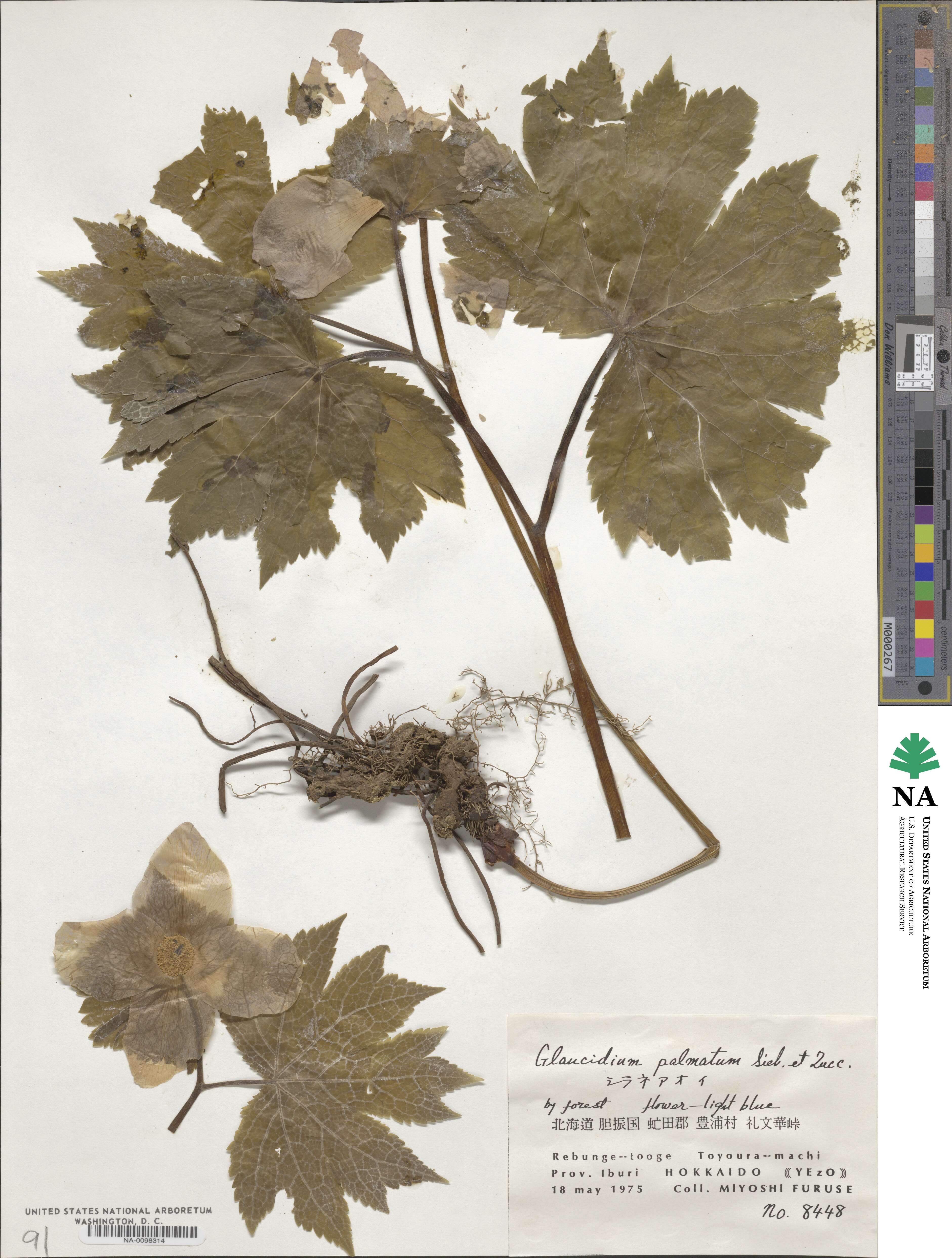 Glaucidium palmatum image