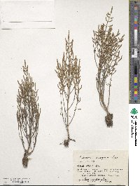 Salicornia europaea image