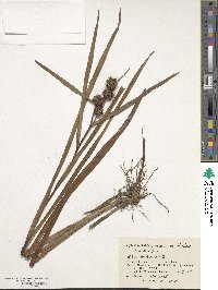 Sparganium japonicum image