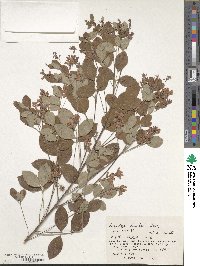 Lespedeza bicolor image