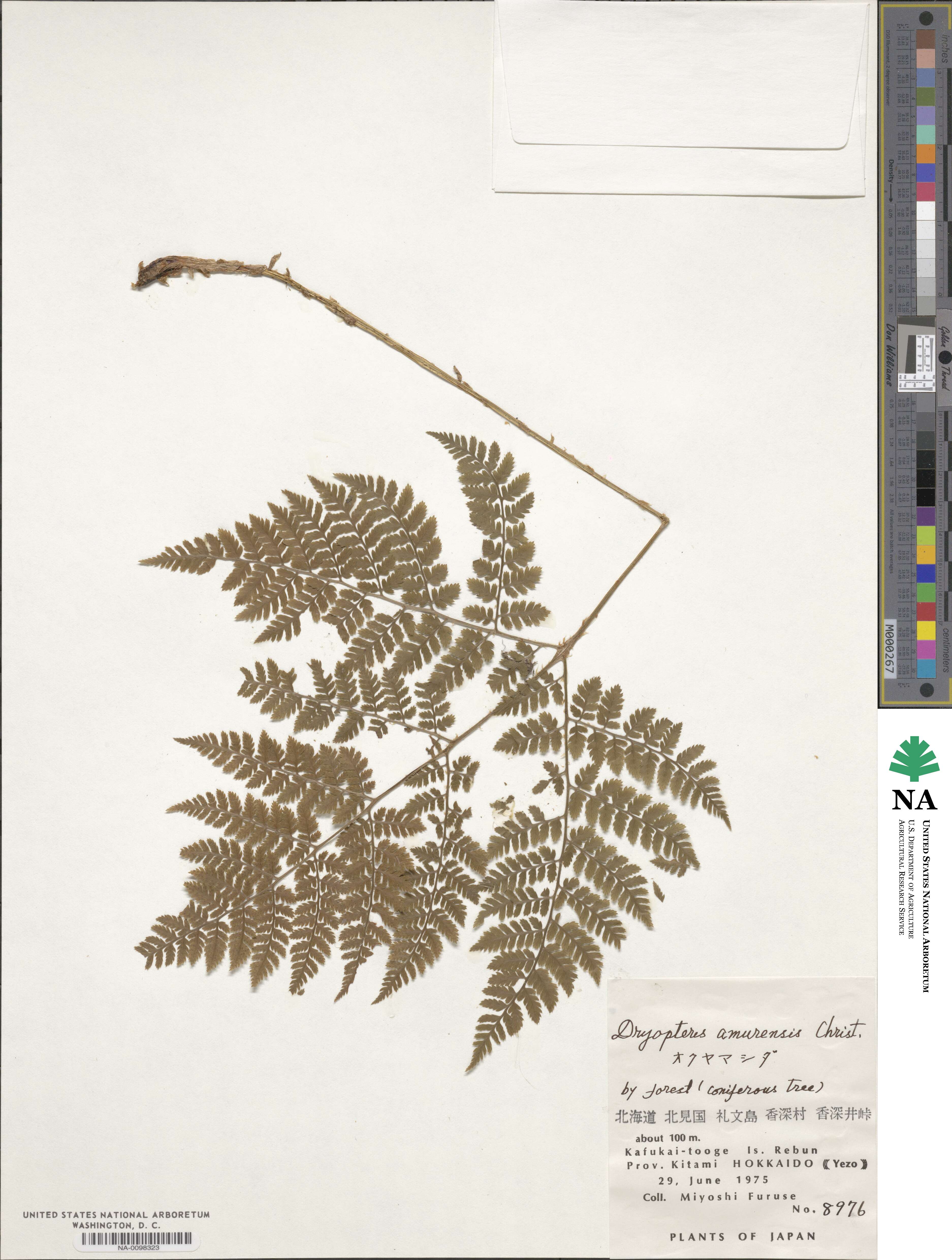 Dryopteris amurensis image