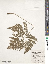 Image of Dryopteris amurensis