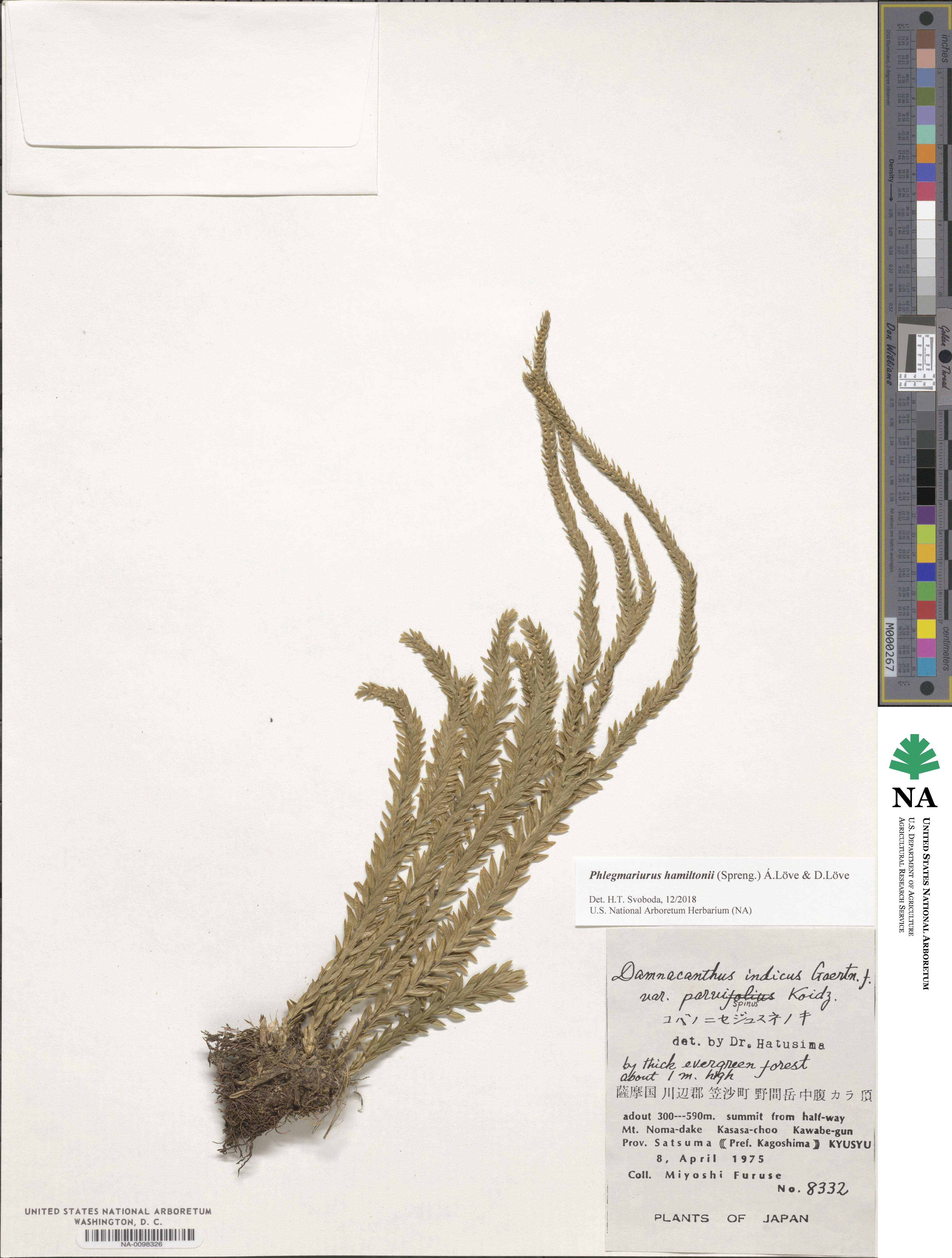 Phlegmariurus hamiltonii image
