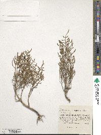 Salicornia europaea image