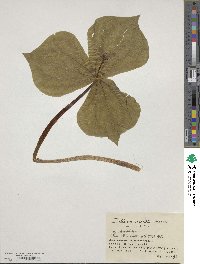 Image of Trillium smallii