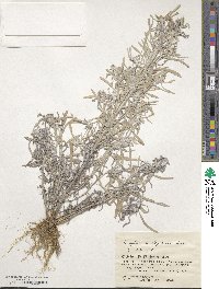 Gnaphalium uliginosum image