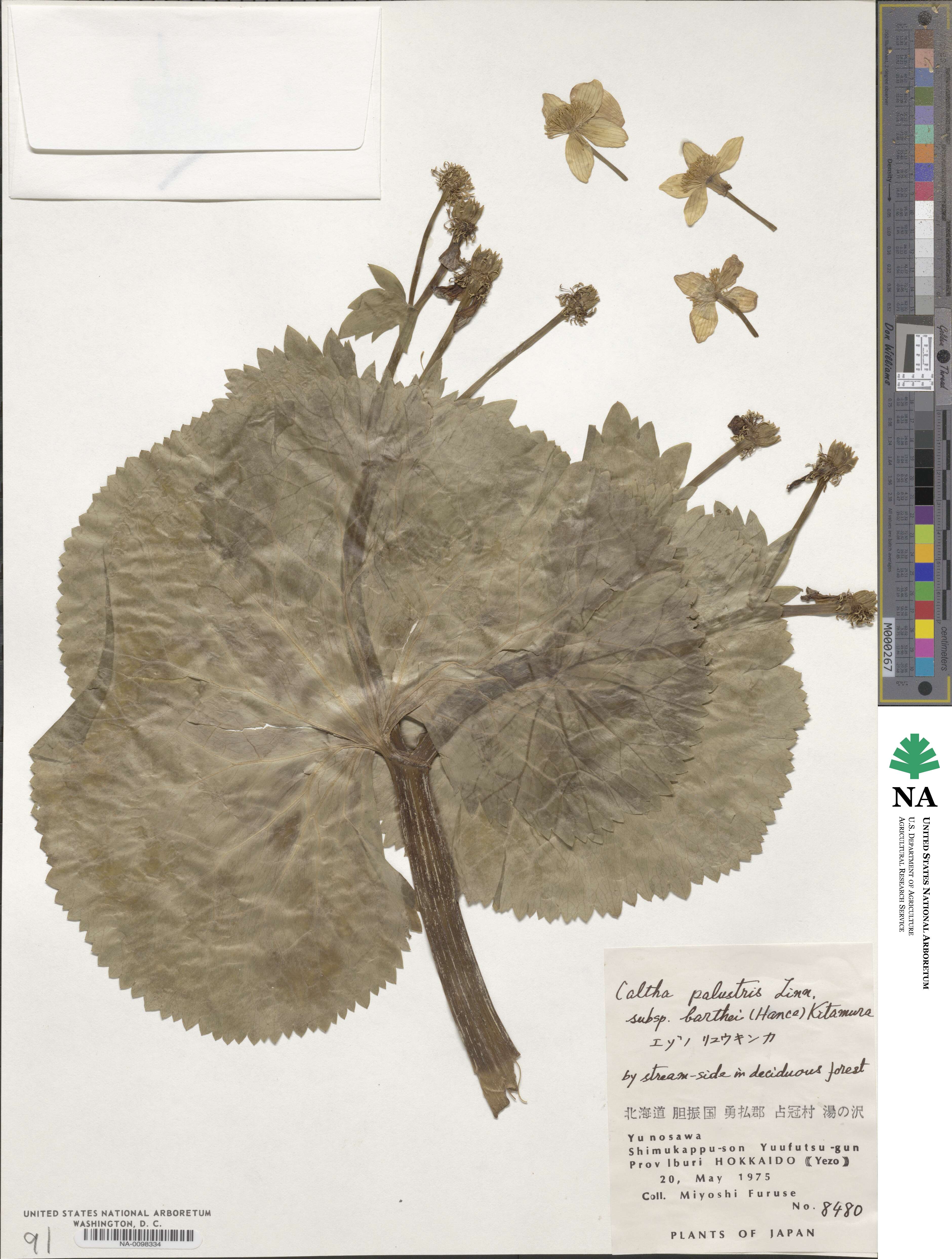 Caltha palustris var. barthei image