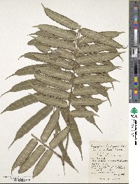 Angiopteris lygodiifolia image