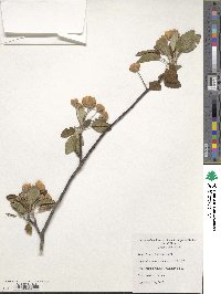 Malus ioensis image