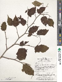 Neillia sinensis image