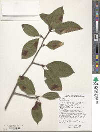 Sorbus pallescens image