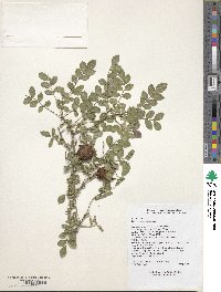 Rosa roxburghii image