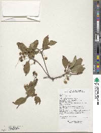 Enkianthus chinensis image