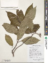 Viburnum cylindricum image