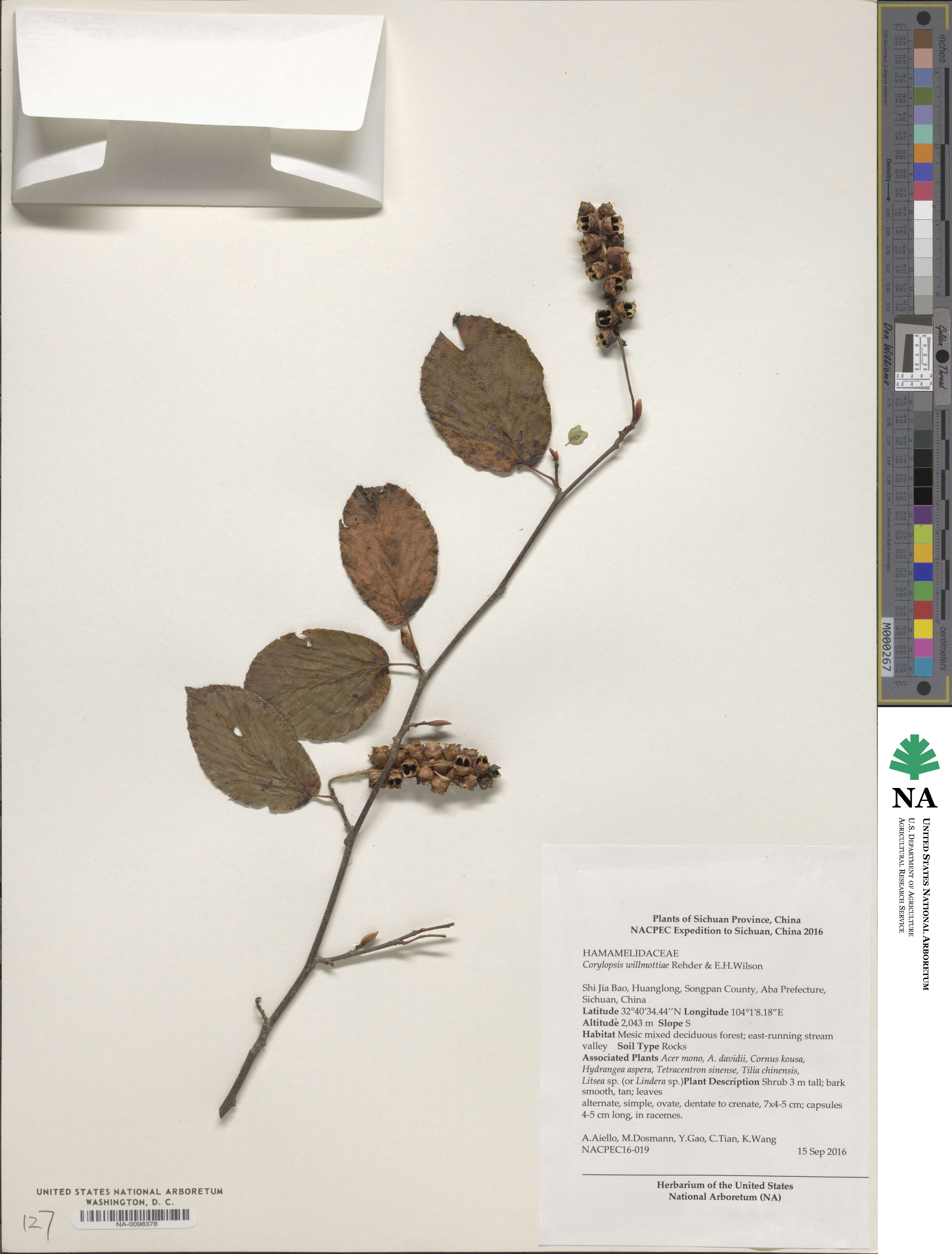 Corylopsis willmottiae image