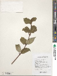 Syringa tomentella image