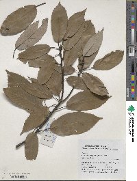 Quercus glauca image