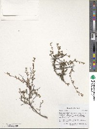 Spiraea hypericifolia image