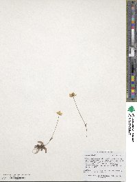 Parnassia palustris image