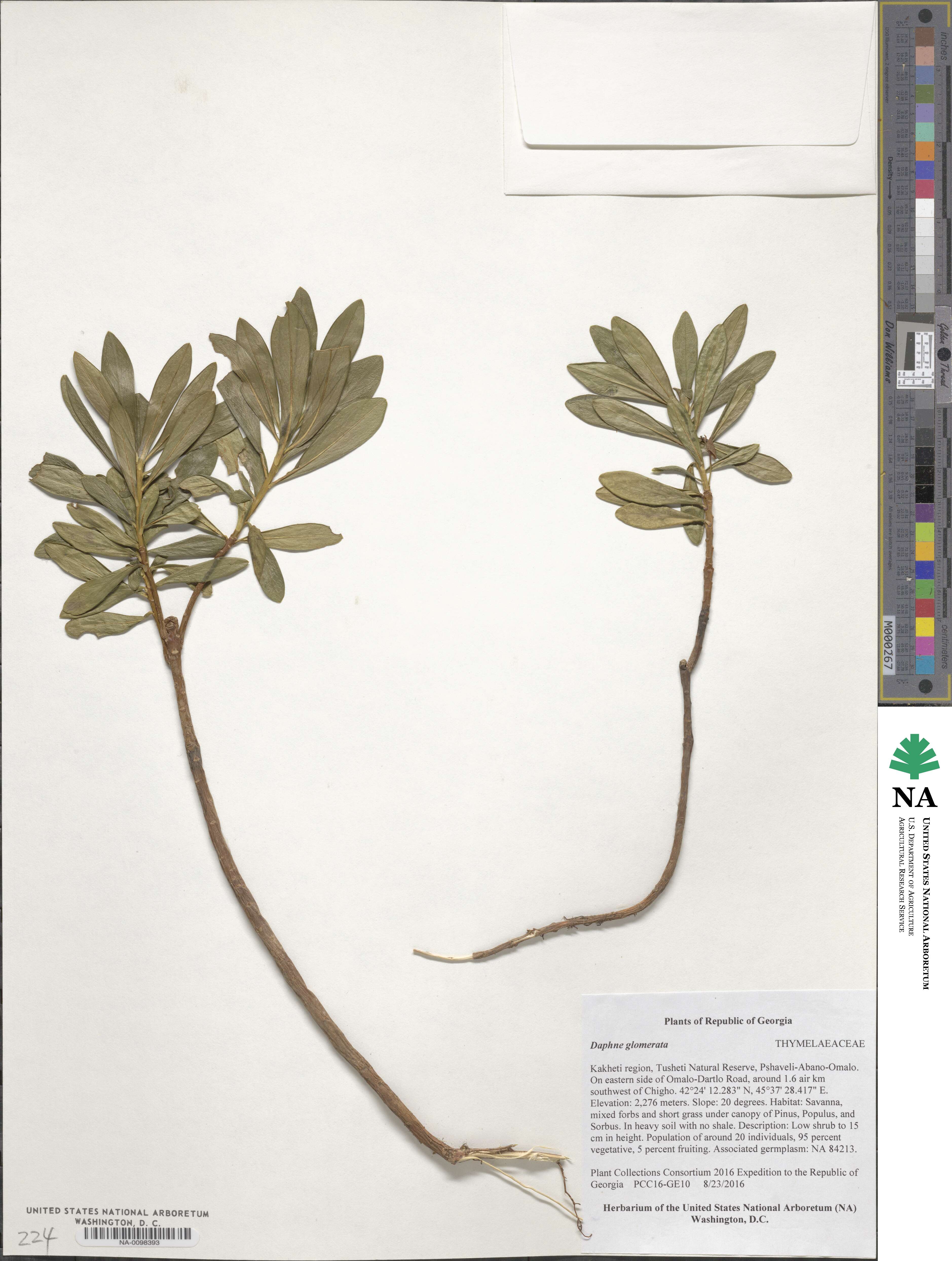 Daphne glomerata image