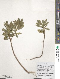 Daphne glomerata image